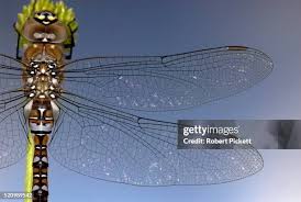 Attēlu rezultāti vaicājumam “Aeshna juncea male”