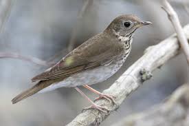 Image result for Catharus minimus