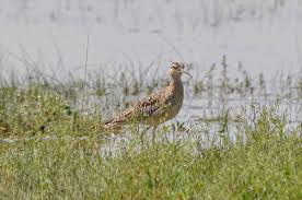 Image result for Numenius minutus