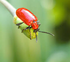 Attēlu rezultāti vaicājumam “Lilioceris lilii”