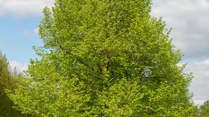 Attēlu rezultāti vaicājumam “Tilia cordata”