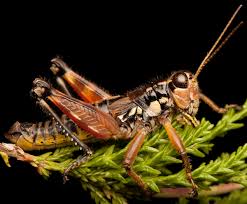 Attēlu rezultāti vaicājumam “Podisma pedestris”
