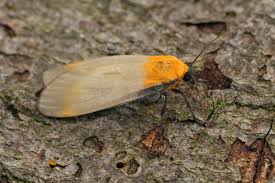 Attēlu rezultāti vaicājumam “Lithosia quadra female”