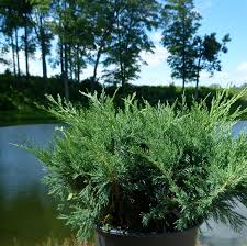 Attēlu rezultāti vaicājumam “Juniperus sabina”