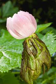 Attēlu rezultāti vaicājumam “Podophyllum hexandrum flower”