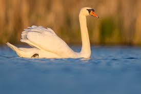 Attēlu rezultāti vaicājumam “Cygnus olor adult”