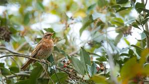 Image result for Turdus naumanni