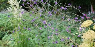 Attēlu rezultāti vaicājumam “Succisa pratensis”