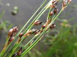 Attēlu rezultāti vaicājumam “Juncus gerardii”