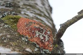 Attēlu rezultāti vaicājumam “Cytilus sericeus”