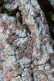 Attēlu rezultāti vaicājumam “Trapeliopsis granulosa”