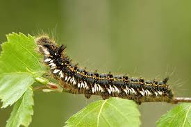 Attēlu rezultāti vaicājumam “Euthrix potatoria larva”