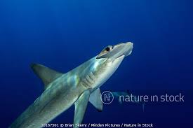 Image result for Sphyrna zygaena