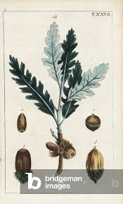 Attēlu rezultāti vaicājumam “Quercus robur leaf”