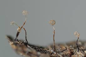Attēlu rezultāti vaicājumam “Clastoderma debaryanum spores”