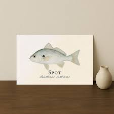 Image result for Leiostomus xanthurus