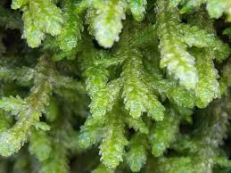 Attēlu rezultāti vaicājumam “Neckera crispa sporophyte”