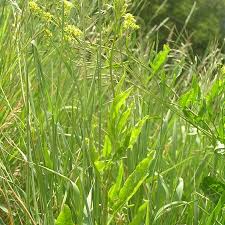 Attēlu rezultāti vaicājumam “Sisymbrium volgense”