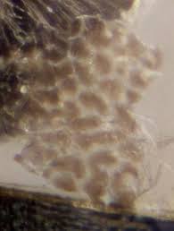 Attēlu rezultāti vaicājumam “Didymium nigripes stalked”