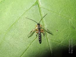 Attēlu rezultāti vaicājumam “Ichneumonidae imago”