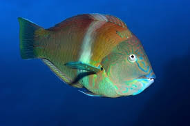 Image result for Halichoeres radiatus