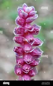 Attēlu rezultāti vaicājumam “Lathraea squamaria”