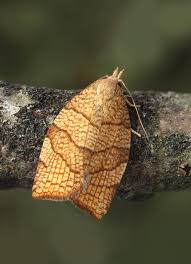 Attēlu rezultāti vaicājumam “Pandemis corylana”