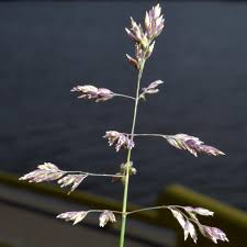 Attēlu rezultāti vaicājumam “Poa humilis”