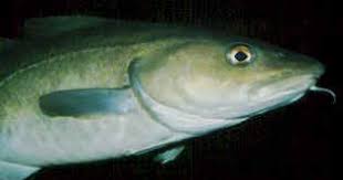 Image result for Gadus morhua