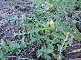 Attēlu rezultāti vaicājumam “Sisymbrium altissimum leaf”