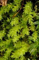 Attēlu rezultāti vaicājumam “Bryales”