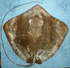 Image result for Megatrygon microps