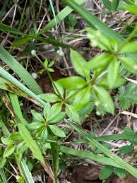 Attēlu rezultāti vaicājumam “Galium triflorum leaf”