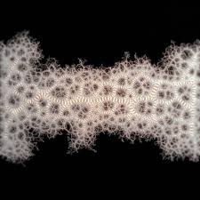 Attēlu rezultāti vaicājumam “Physarum daamsii”