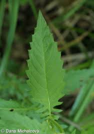 Attēlu rezultāti vaicājumam “Lycopus europaeus leaf”