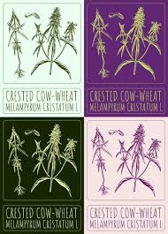 Attēlu rezultāti vaicājumam “Melampyrum cristatum leaf”