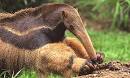 Anteater at Animal Corner