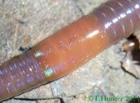 Attēlu rezultāti vaicājumam “Lumbricus terrestris”