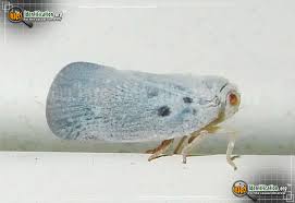 Attēlu rezultāti vaicājumam “Planaphrodes sp.”