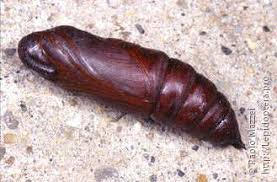 Attēlu rezultāti vaicājumam “Sphinx ligustri larva”