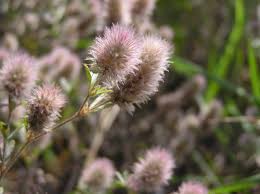 Attēlu rezultāti vaicājumam “Trifolium arvense fruit”