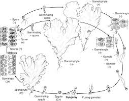 Attēlu rezultāti vaicājumam “Chlorophyta”