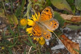 Attēlu rezultāti vaicājumam “Lasiommata megera”