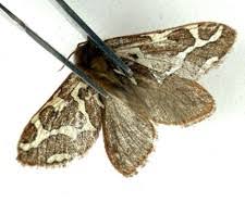 Attēlu rezultāti vaicājumam “Hepialidae”