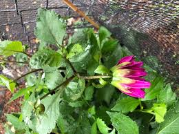 Image result for Dahlia x pinnata `Redskin`