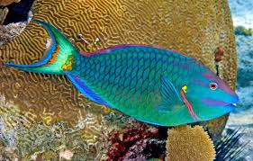 Image result for Sparisoma viride