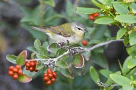 Image result for Vermivora peregrina