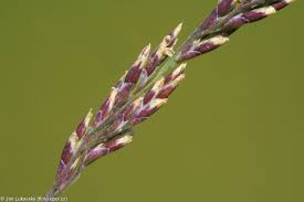 Attēlu rezultāti vaicājumam “Puccinellia distans”