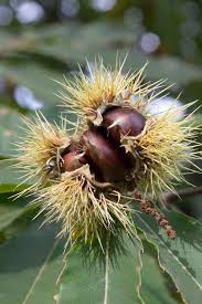 Attēlu rezultāti vaicājumam “Castanea sativa  fruit”