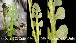 Attēlu rezultāti vaicājumam “Botrychium matricariifolium”